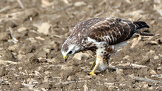 Mäusebussard_ (11).jpg